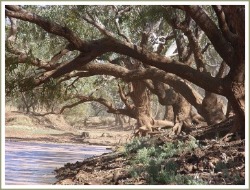 waltzing matilda, combo waterhole